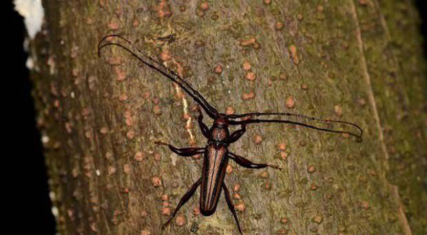 鞘翅目昆虫的主要特征是什么？