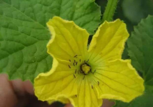 缨翅目昆虫的主要特征是什么？