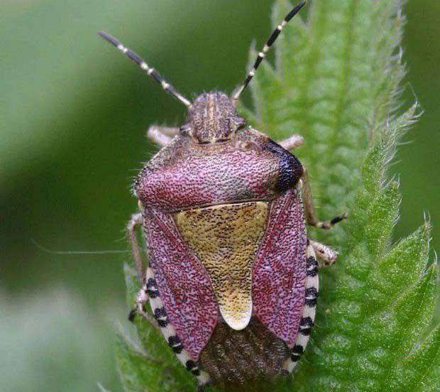 半翅目昆虫有哪些特征？