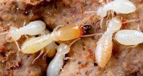 等翅目昆虫的特征是什么？