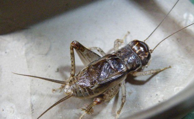 直翅目昆虫有哪些？直翅目昆虫有哪些特点？