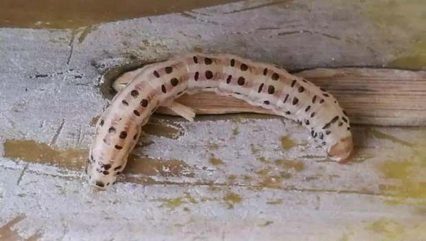 什么是昆虫的拟态和保护色？