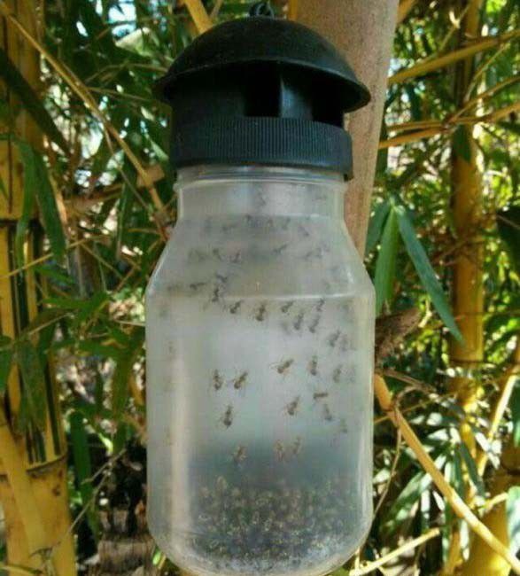 什么是昆虫的趋化性？