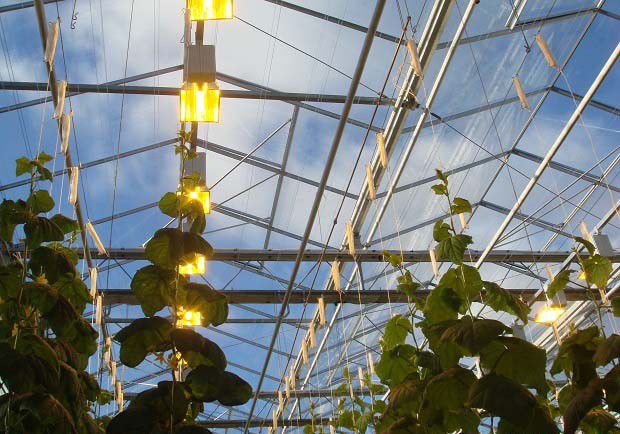 什么是昆虫的趋光性？