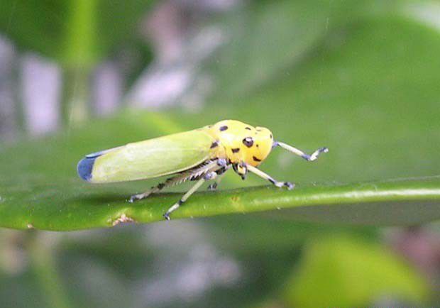 什么是昆虫的世代？