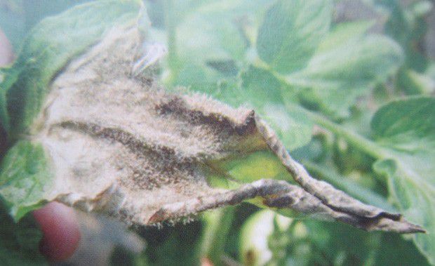 蔬菜灰霉病用什么药防治最好？