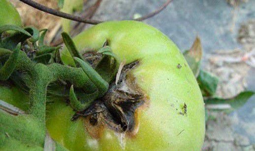 蔬菜早疫病用什么药？