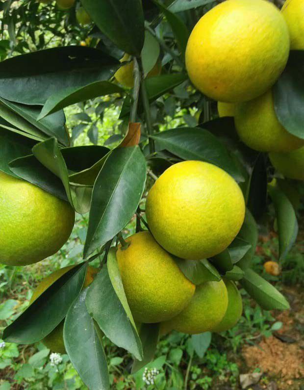 催熟过的水果安全吗？