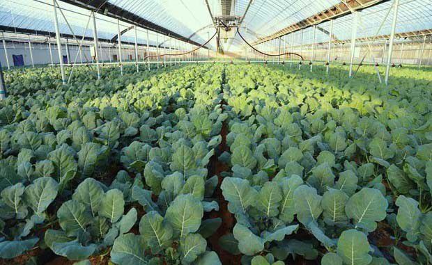 无公害农产品对农药使用有什么要求？