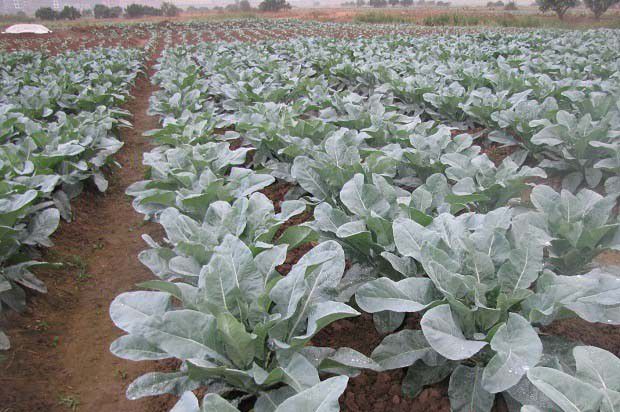 什么是无公害农产品？