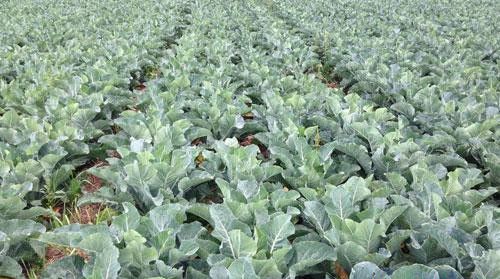 农产品质量认证主要包括些？