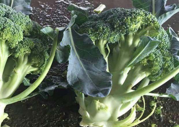 哪些机构可以进行农产品质量安全检测？