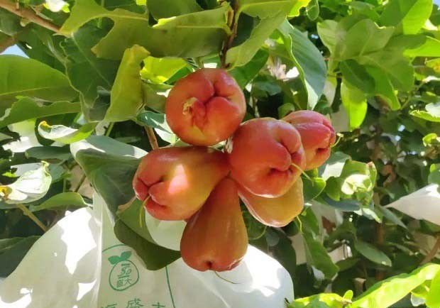 哪些农产品不得上市销售？