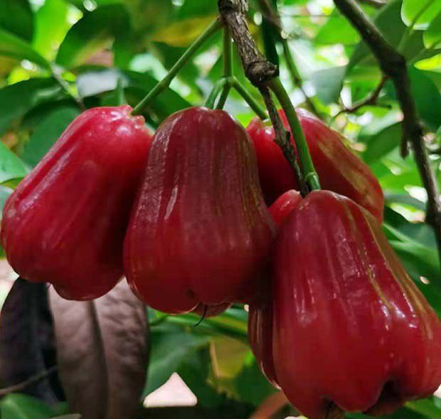 农产品生产档案记录有哪些要求？