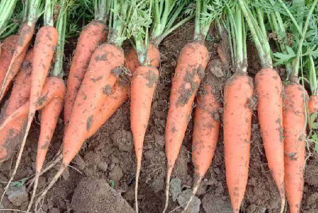 如何保障农产品质量安全？