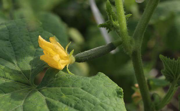 什么是农产品和农产品质量安全？