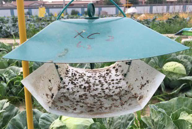 如何使用粘虫带？