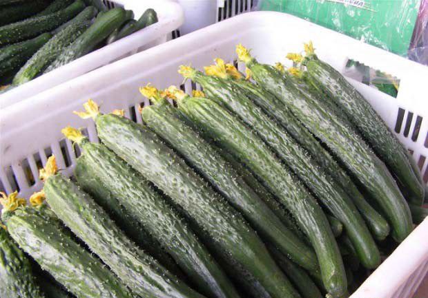 蔬菜植株浅体无害化处理技术有哪些？