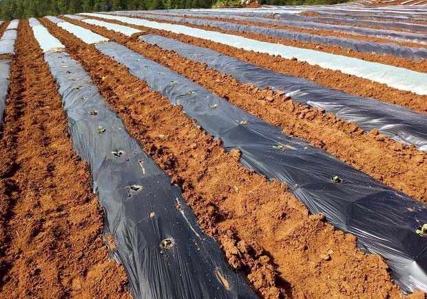 土壤20%辣根素水乳剂处理技术要点是什么？