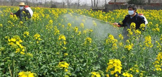 蔬菜作物绿色防控的核心技术有哪些？