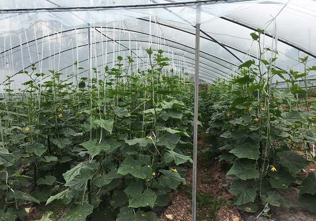 保护地蔬菜灰霉病综合防治措施哪些？