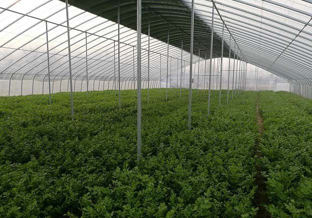 保护地蔬菜害虫通过哪些方式进入棚室？