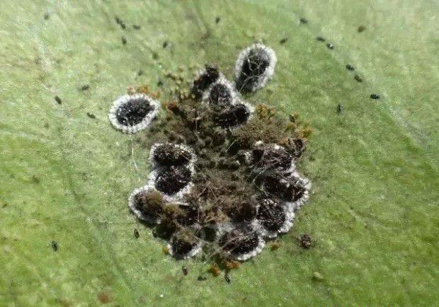 保护地蔬菜哪几类害虫发生最为严重？