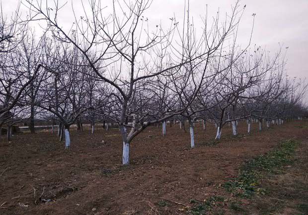 病原物越冬或越夏场所有哪些？