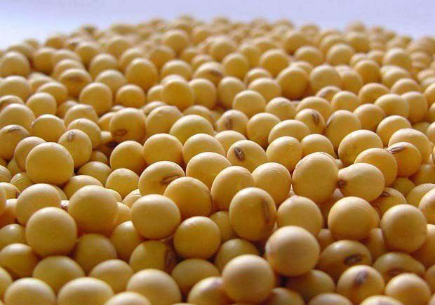 芽苗菜如何避免烂根？