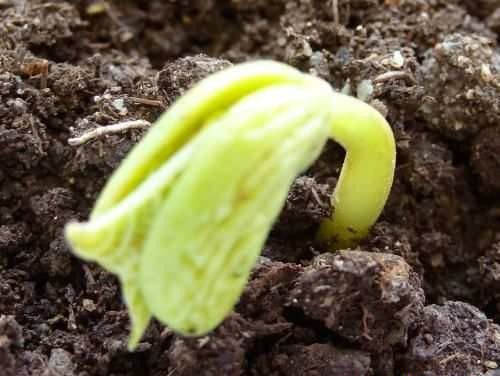 种植芽苗菜需要避光吗？