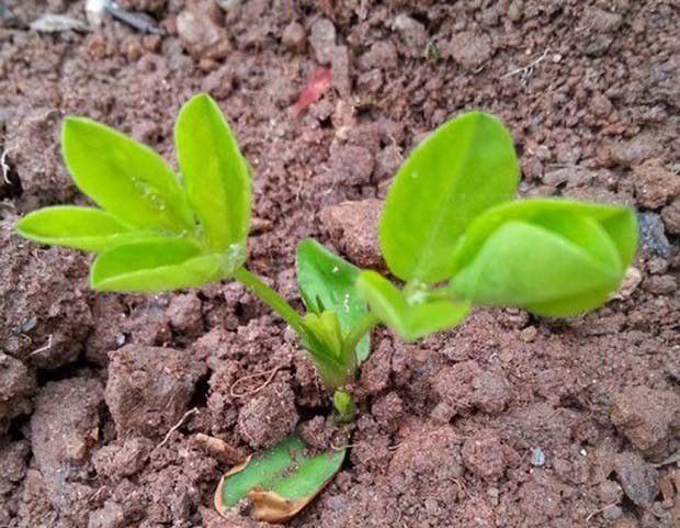 芽苗菜能用土培吗？
