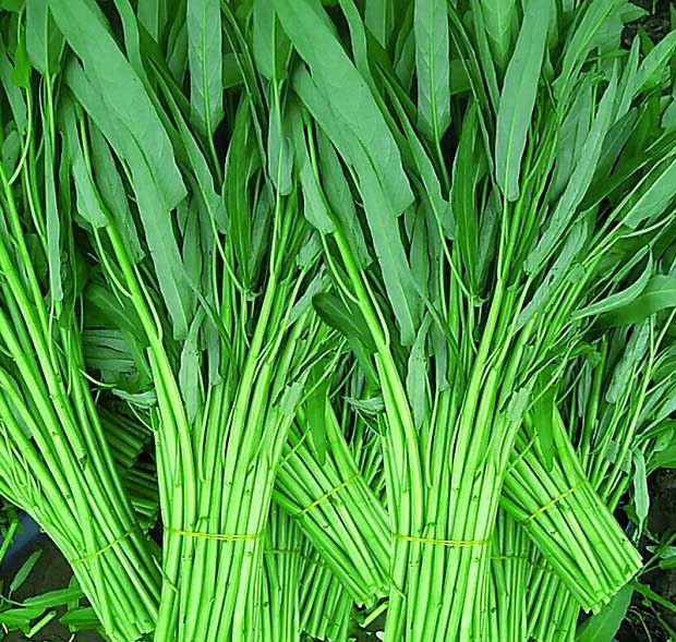 普通叶类蔬菜有什么种植特点？