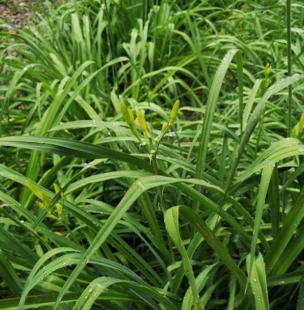 食用野菜要注意哪些问题？