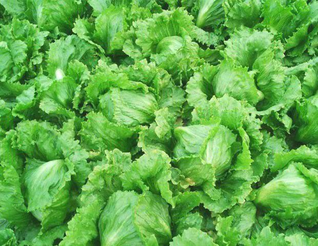 返青是什么意思？