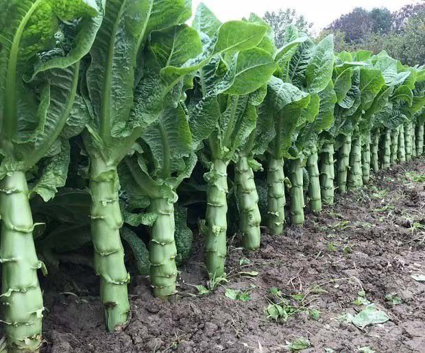 春化是什么意思？