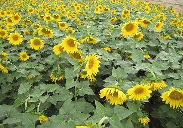 长日照植物和短日照植物的区别是什么？