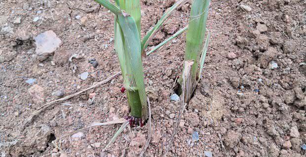 什么叫不定根？