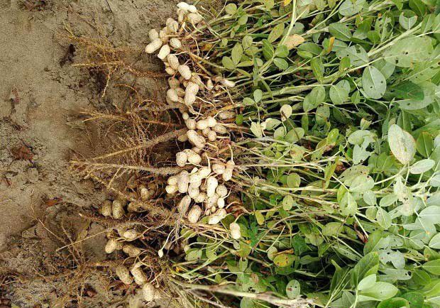 什么叫根瘤菌？