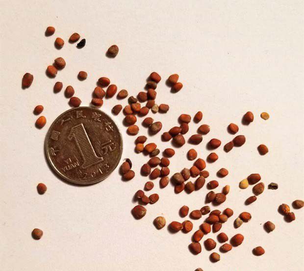 蔬菜播种后如何覆土？