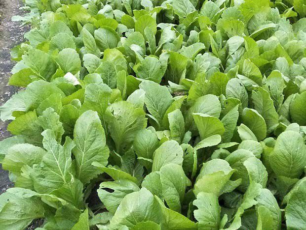 秋季种菜要注意哪些问题？