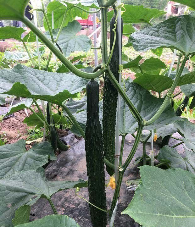 夏季种菜要注意哪些问题？