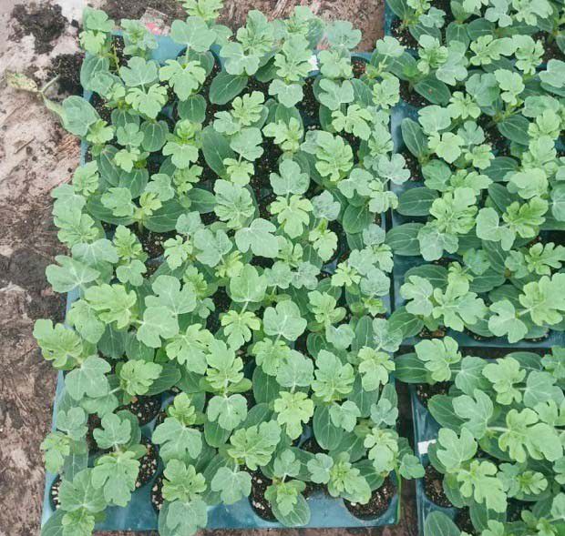 春季种菜要注意哪些问题？