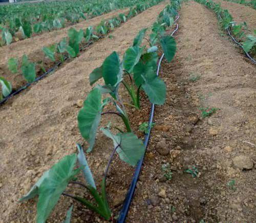 春季（2~4月）适合种些什么菜？