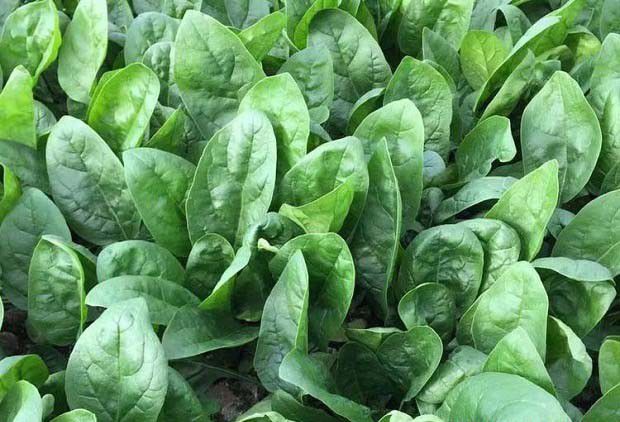 哪些蔬菜长得很快？