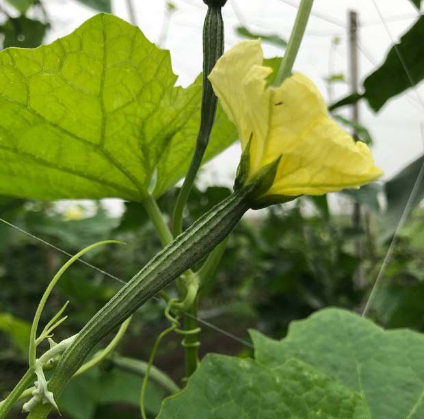 如何根据蔬菜生长时期正确浇水？