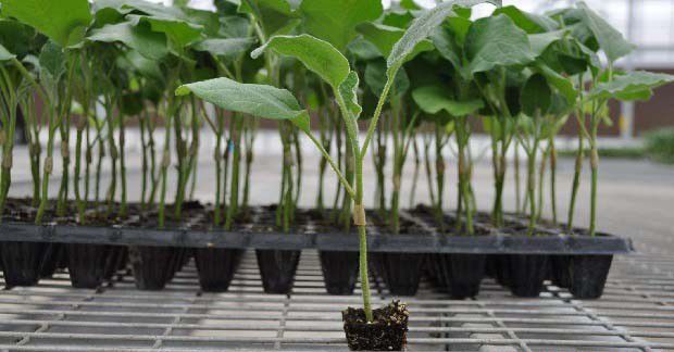 种菜浇水的具体方法是什么样？