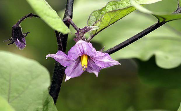 种菜浇水的总体原则是什么？