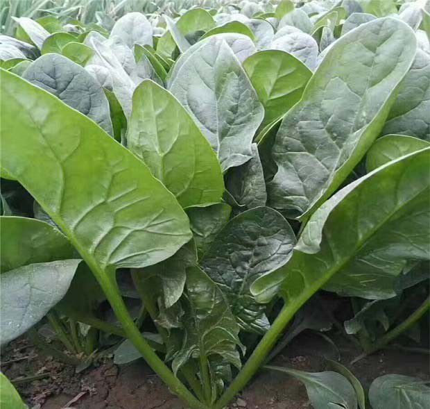 蔬菜缺乏氮肥的表现？