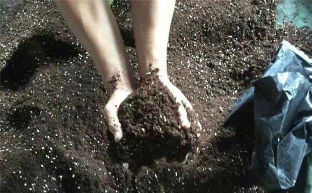 如何根据蔬菜的生长特性施肥？