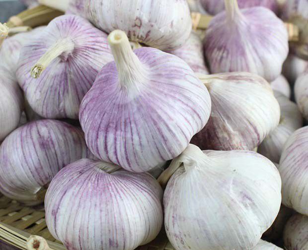 哪些蔬菜可以采用无土栽培？